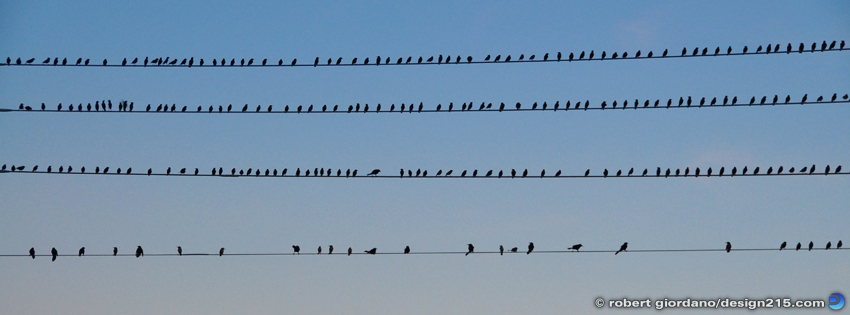 Birds on Wires - Facebook Cover Photos