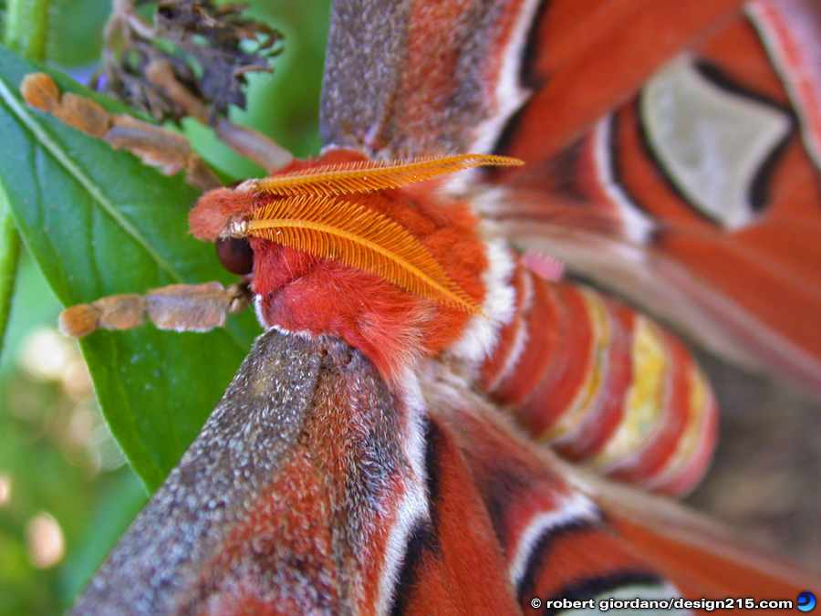 Atlas Moth Macro - Nature Photography