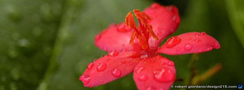 Red Flower in the Rain - Facebook Cover Photos