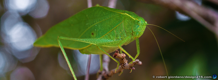 Green Leaf Insect - Facebook Cover Photos