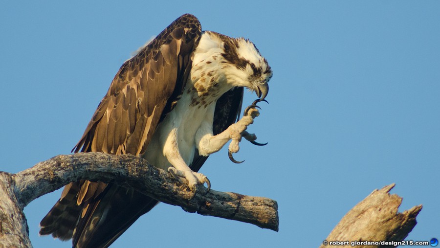 Osprey, cleaning its talons - Miscellaneous