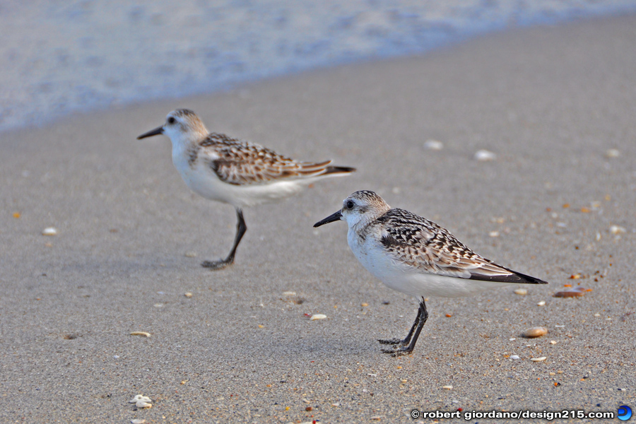 Sandpipers - Nature Photography