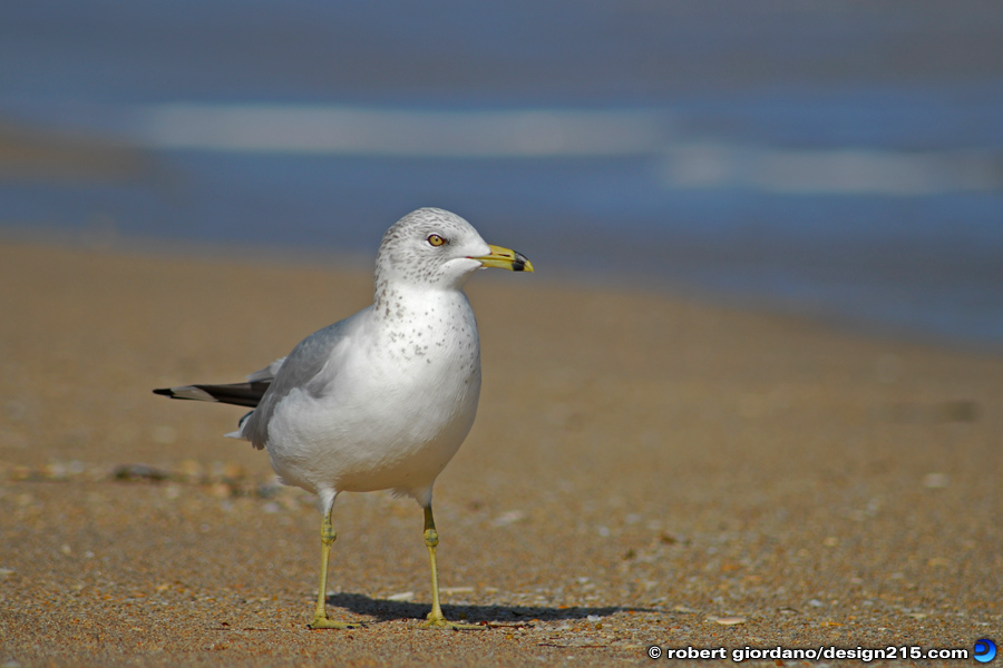 Seagull on Fort Lauderdale Beach - Nature Photography