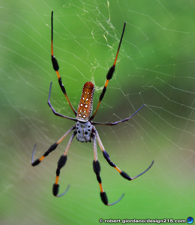 Golden Silk Spider - Nature Photography