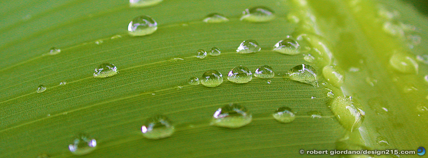 Raindrops on a Leaf - Facebook Cover Photos