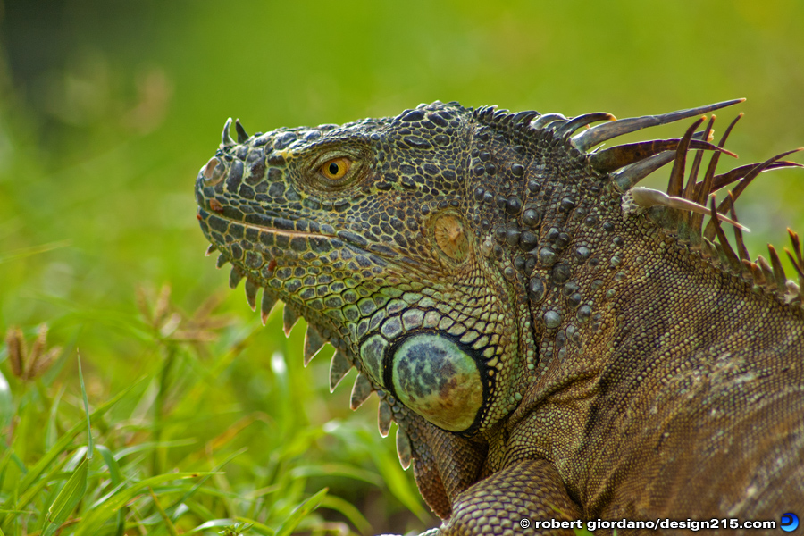 Wild Iguana, South Florida - Nature Photography