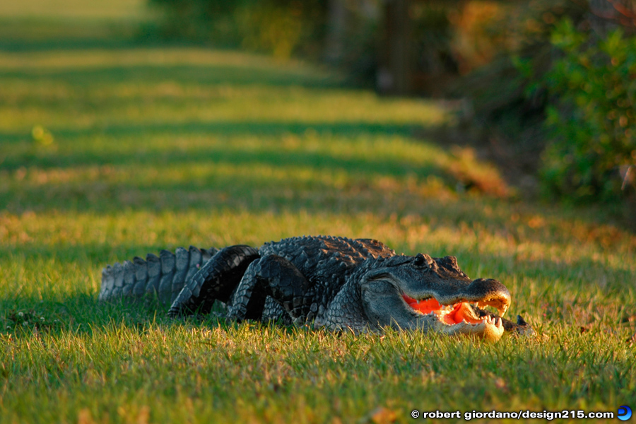 Florida Alligator - 