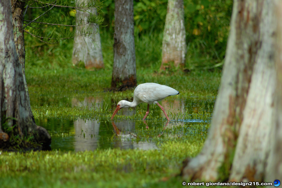White Ibis, Fishing - Nature Photography
