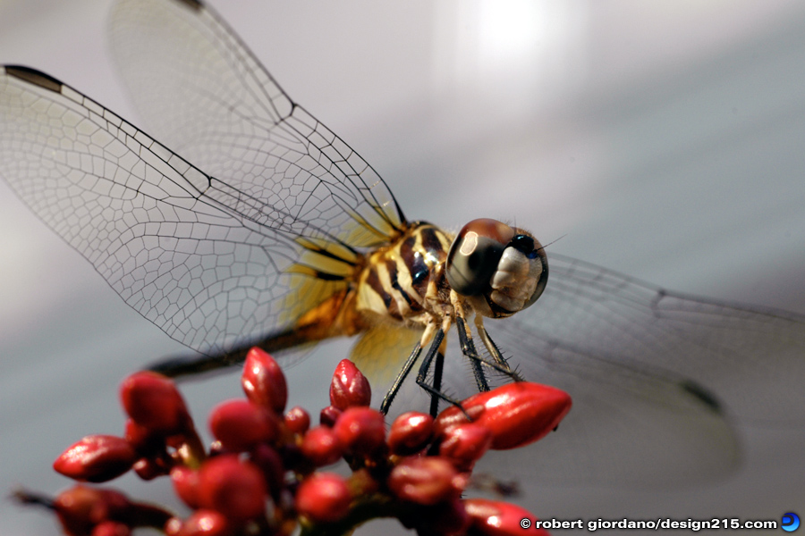 Dragonfly - Nature Photography