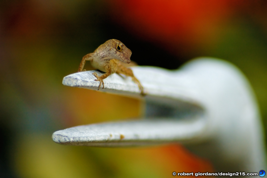 Anole Lizard in a Garden - Nature Photography