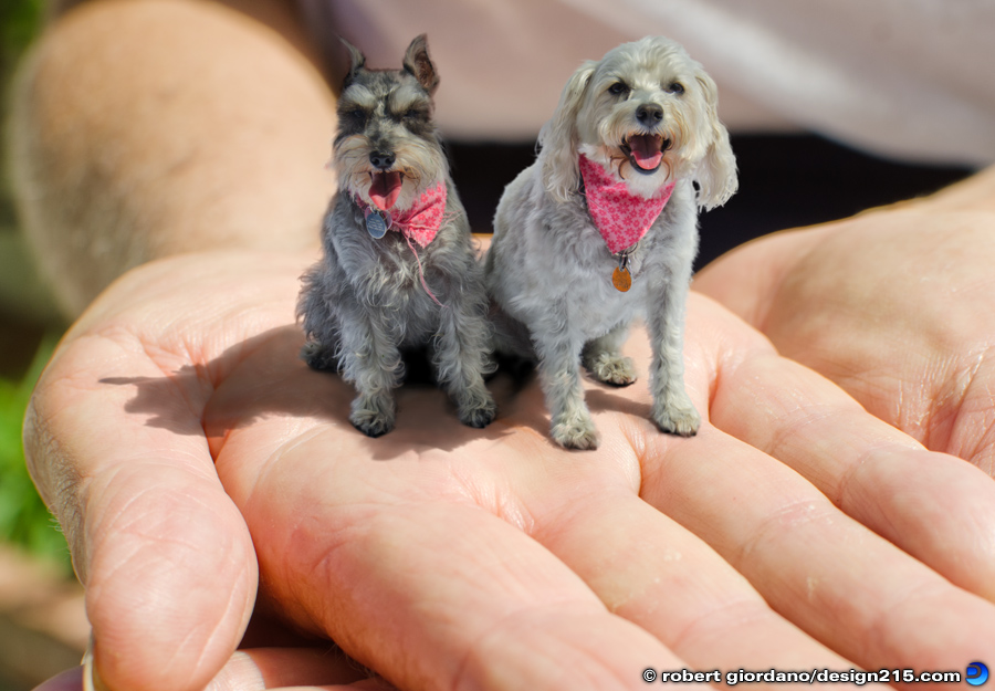 Miniature Dogs - Conceptual Photography