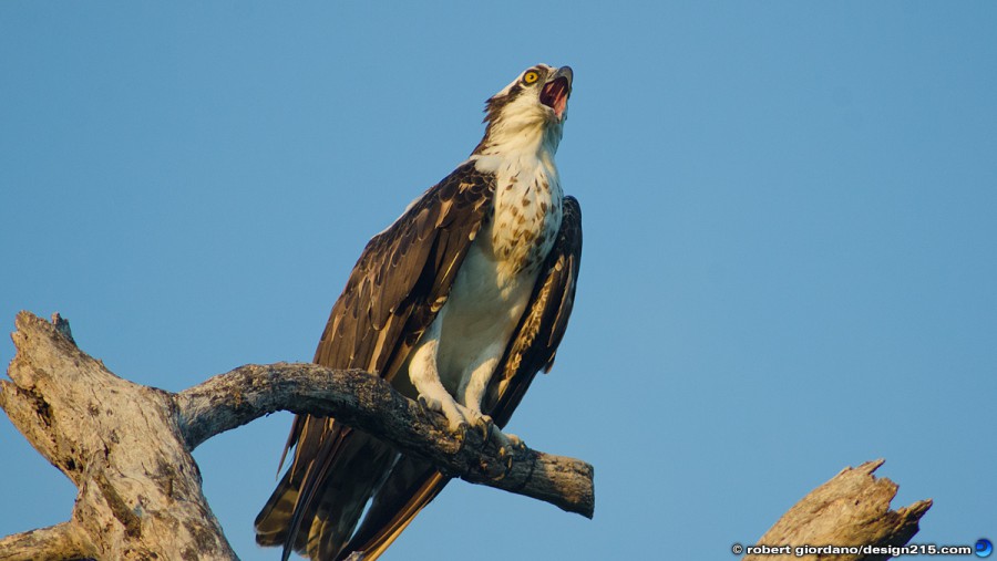 Osprey, Calling - Nature Photography