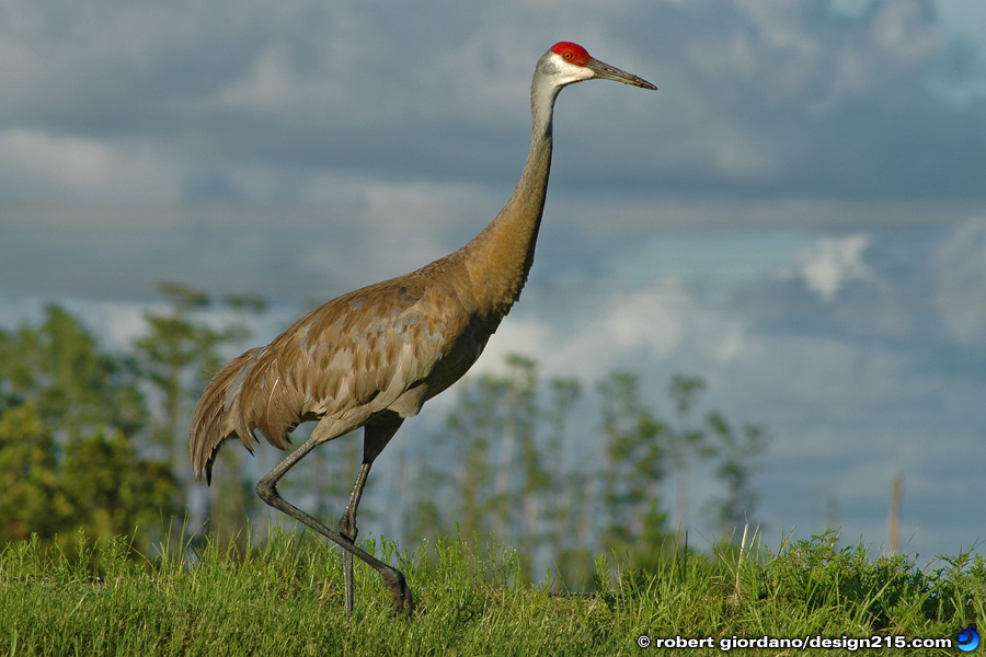 Sandhill Crane - Nature Photography