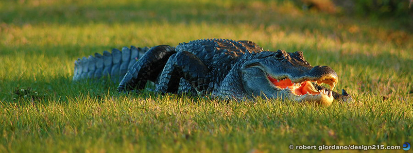 You are Lunch! - Facebook Cover Photos